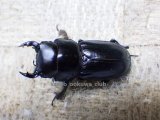 画像: 今季ブリード個体！ 雲南省産 カツラオオクワガタ☆♂29ミリ♀25ミリ新成虫ペア