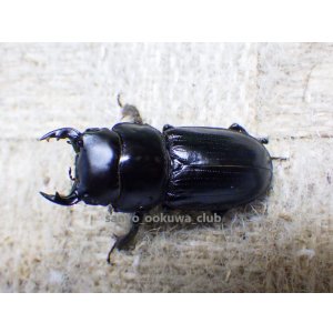 画像: 今季ブリード個体！ 雲南省産 カツラオオクワガタ☆♂29ミリ♀25ミリ新成虫ペア
