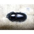 画像4: 今季ブリード個体！ 広西産 カツラオオクワガタ☆♂37ミリ♀29ミリ新成虫ペア (4)