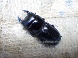 画像: 今季ブリード個体！ スキットオオクワ☆♂29ミリ♀28ミリ新成虫別血統ペア