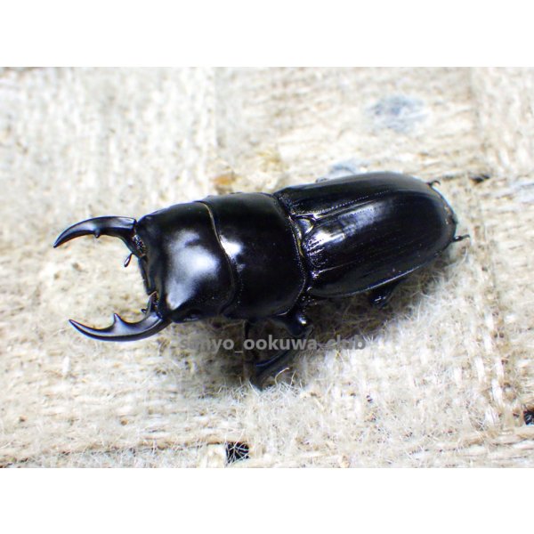 画像2: 今季ブリード個体！ 広西産 カツラオオクワガタ☆♂37ミリ♀29ミリ新成虫ペア (2)