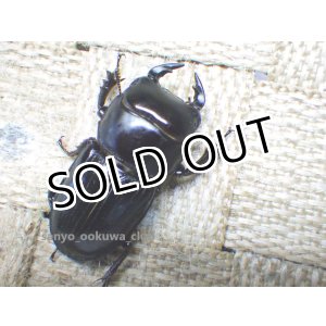 画像: 今季ブリード個体！ スキットオオクワ☆♂30ミリ♀25ミリ新成虫別血統ペア