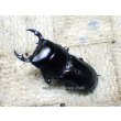 画像1: 今季ブリード個体！ 広西産 カツラオオクワガタ☆♂37ミリ♀29ミリ新成虫ペア (1)