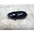 画像3: 今季ブリード個体！ 広西産 カツラオオクワガタ☆♂37ミリ♀29ミリ新成虫ペア (3)