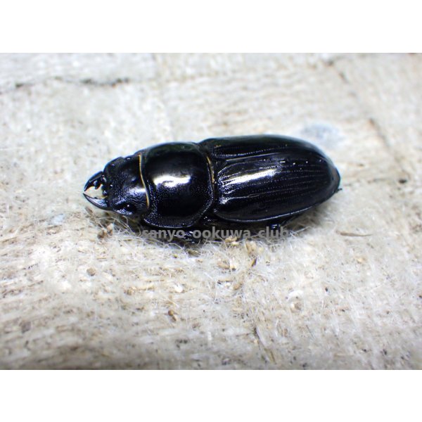 画像3: 今季ブリード個体！ 広西産 カツラオオクワガタ☆♂37ミリ♀29ミリ新成虫ペア (3)