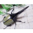 画像3: Dh.ヘラクレスオオカブト☆♂122ミリ新成虫単品　 (3)