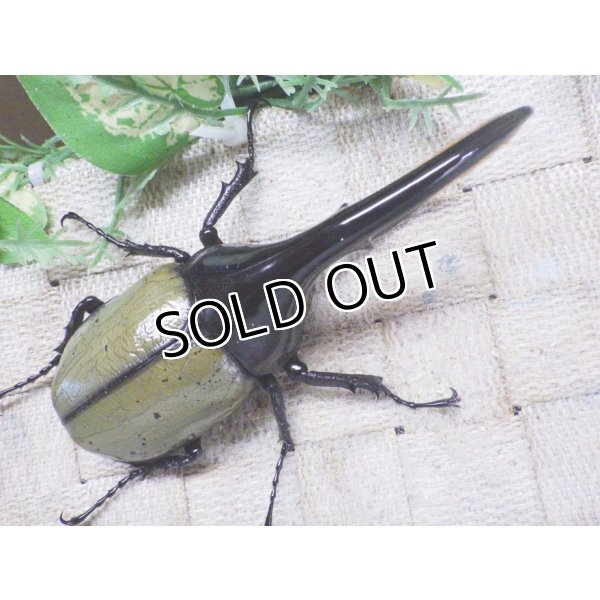 画像3: Dh.ヘラクレスオオカブト☆♂122ミリ新成虫単品　 (3)