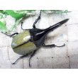 画像3: Dh.ヘラクレスオオカブト☆♂101ミリ C品 新成虫単品　 (3)