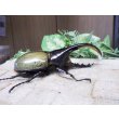 画像2: Dh.ヘラクレスオオカブト☆♂101ミリ C品 新成虫単品　 (2)