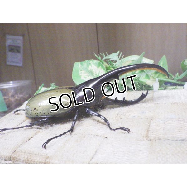 画像2: Dh.ヘラクレスオオカブト☆♂122ミリ新成虫単品　 (2)