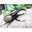 画像1: Dh.ヘラクレスオオカブト☆♂101ミリ C品 新成虫単品　 (1)