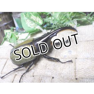 画像: Dh.ヘラクレスオオカブト☆♂101ミリ C品 新成虫単品　