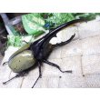 画像1: Dh.ヘラクレスオオカブト☆♂122ミリ新成虫単品　 (1)