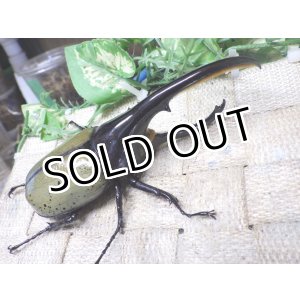 画像: Dh.ヘラクレスオオカブト☆♂122ミリ新成虫単品　