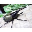 画像1: Dh.ヘラクレスオオカブト☆♂98ミリ新成虫単品　(12)　 (1)