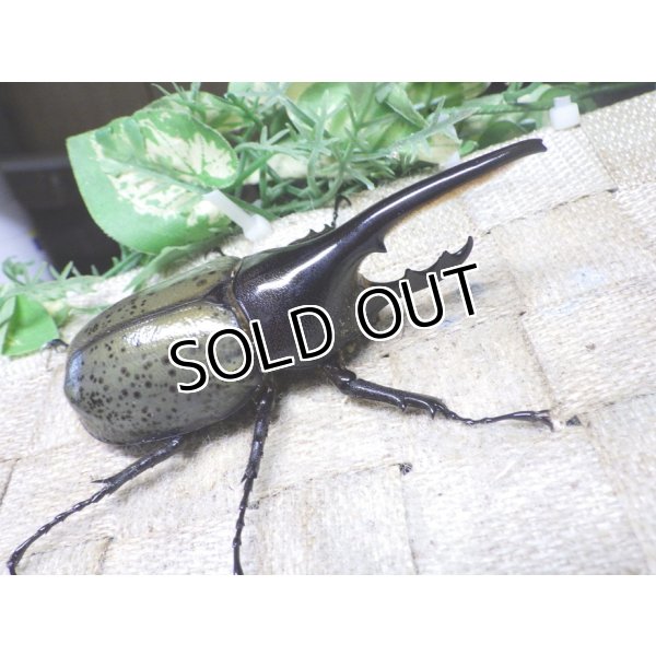 画像1: Dh.ヘラクレスオオカブト☆♂98ミリ新成虫単品　(12)　 (1)