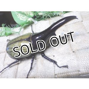 画像: Dh.ヘラクレスオオカブト（パチセラス血統）☆♂107ミリ B品 新成虫単品　(17）