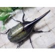 画像3: Dh.ヘラクレスオオカブト☆♂98ミリ新成虫単品　(12)　 (3)