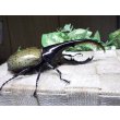 画像2: Dh.ヘラクレスオオカブト☆♂119ミリ新成虫単品　(15)　 (2)