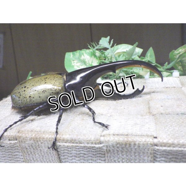 画像2: Dh.ヘラクレスオオカブト☆♂119ミリ新成虫単品　(15)　 (2)