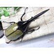 画像3: Dh.ヘラクレスオオカブト☆♂141ミリ新成虫単品 (3)