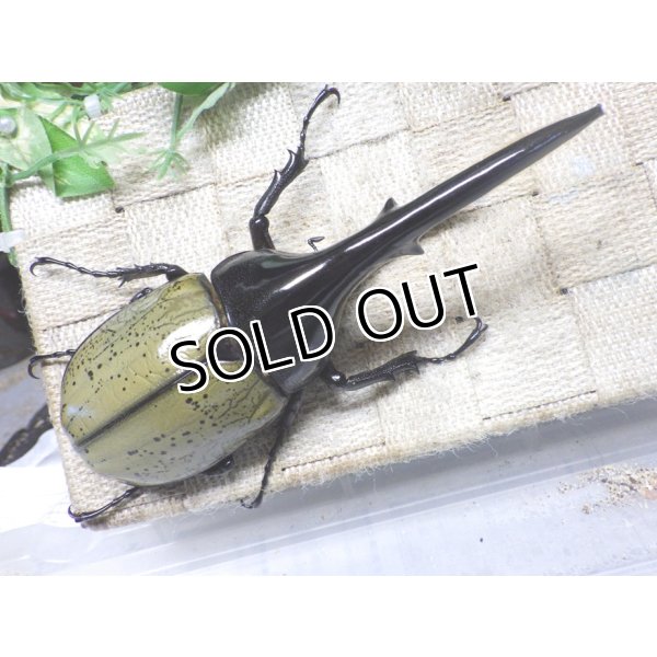画像3: Dh.ヘラクレスオオカブト☆♂141ミリ新成虫単品 (3)