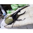 画像1: Dh.ヘラクレスオオカブト☆♂141ミリ新成虫単品 (1)