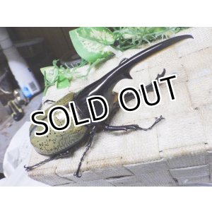 画像: Dh.ヘラクレスオオカブト☆♂141ミリ新成虫単品