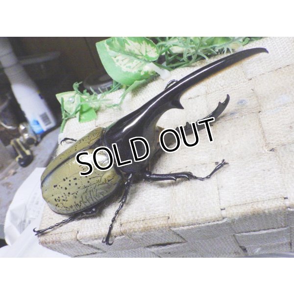 画像1: Dh.ヘラクレスオオカブト☆♂141ミリ新成虫単品 (1)