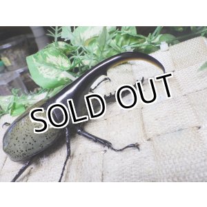 画像: Dh.ヘラクレスオオカブト☆♂121ミリ C品 新成虫単品　(16)　