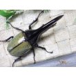 画像3: Dh.ヘラクレスオオカブト☆♂120ミリ新成虫単品　(11)　 (3)