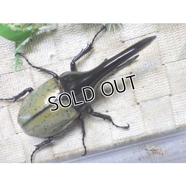画像3: Dh.ヘラクレスオオカブト☆♂120ミリ新成虫単品　(11)　 (3)