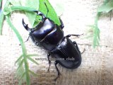 画像: 今季ブリード個体！ 広西産 カツラオオクワガタ☆♂35ミリ♀29ミリ新成虫ペア