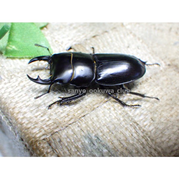今季ブリード個体！ 広西産 カツラオオクワガタ☆♂35ミリ♀29