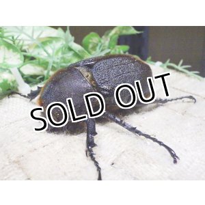 画像: Dh.ヘラクレスオオカブト☆♀75ミリA-新成虫単品
