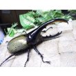 画像1: Dh.ヘラクレスオオカブト☆♂120ミリ新成虫単品　(11)　 (1)