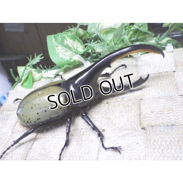 画像1: Dh.ヘラクレスオオカブト☆♂120ミリ新成虫単品　(11)　 (1)
