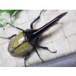 画像3: Dh.ヘラクレスオオカブト☆♂119ミリ新成虫単品　(15)　 (3)