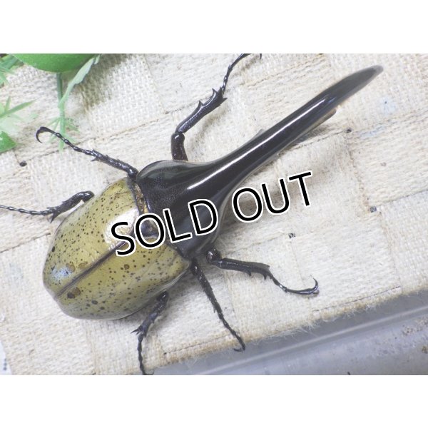 画像3: Dh.ヘラクレスオオカブト☆♂119ミリ新成虫単品　(15)　 (3)