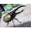 画像1: Dh.ヘラクレスオオカブト☆♂119ミリ新成虫単品　(15)　 (1)