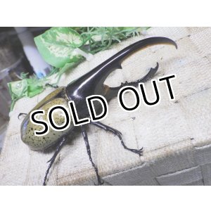 画像: Dh.ヘラクレスオオカブト☆♂119ミリ新成虫単品　(15)　