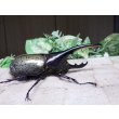 画像2: Dh.ヘラクレスオオカブト☆♂98ミリ新成虫単品　(12)　 (2)
