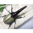 画像3: Dh.ヘラクレスオオカブト（パチセラス血統）☆♂108ミリ 新成虫単品　(18） (3)