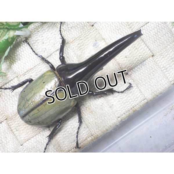 画像3: Dh.ヘラクレスオオカブト（パチセラス血統）☆♂108ミリ 新成虫単品　(18） (3)