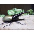 画像2: Dh.ヘラクレスオオカブト（パチセラス血統）☆♂108ミリ 新成虫単品　(18） (2)