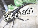 画像: Dh.ヘラクレスオオカブト☆♂120ミリ新成虫単品　(14)　