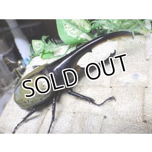 画像: Dh.ヘラクレスオオカブト☆♂120ミリ新成虫単品　(14)　