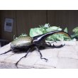 画像2: Dh.ヘラクレスオオカブト☆♂120ミリ新成虫単品　(11)　 (2)