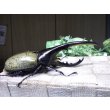 画像2: Dh.ヘラクレスオオカブト☆♂141ミリ新成虫単品 (2)