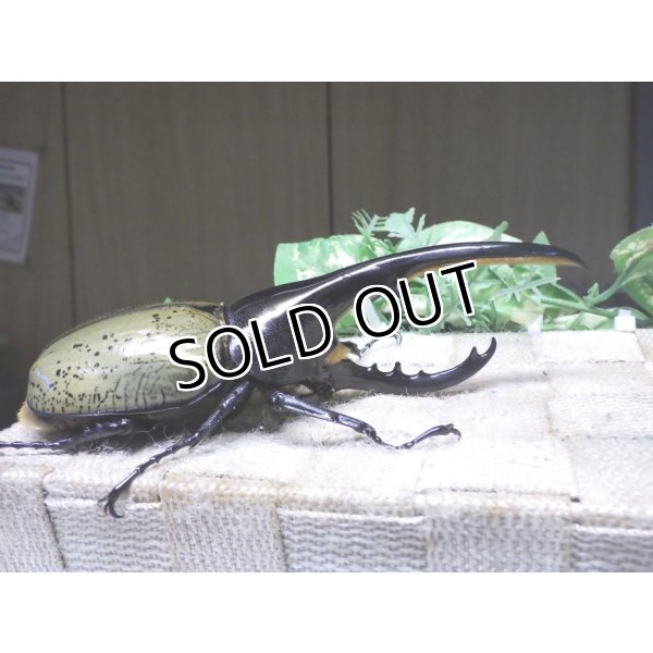 画像2: Dh.ヘラクレスオオカブト☆♂141ミリ新成虫単品 (2)